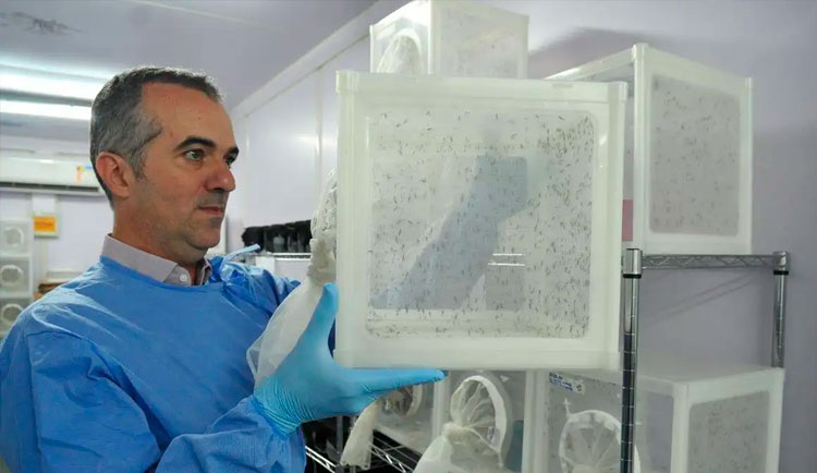 Fábrica de Mosquitos? Brasileiro do Método Wolbachia entra no “Nature’s 10” de 2025